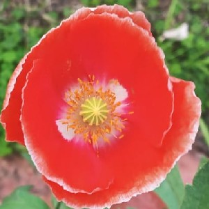 DrSKS 🇮🇳🇮🇳 profile