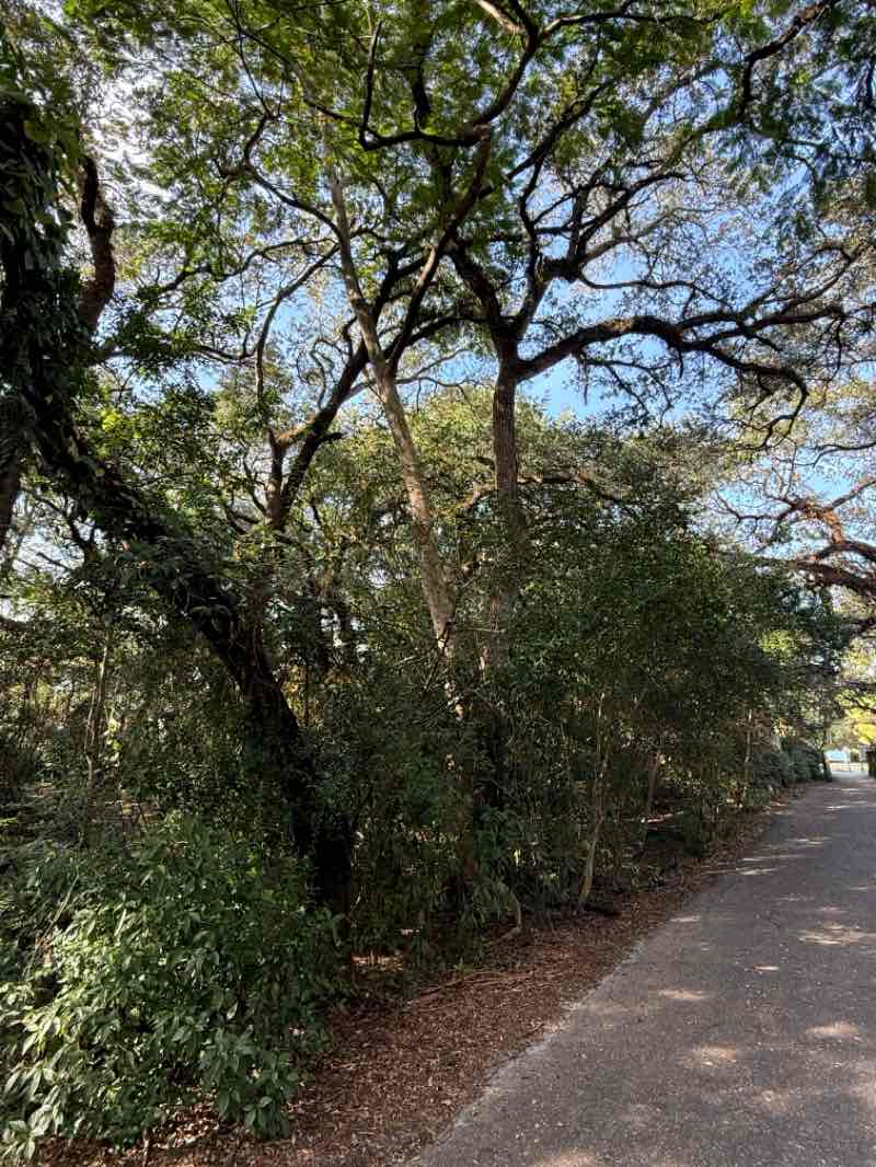 walking near me in Tree Tops Park in autumn