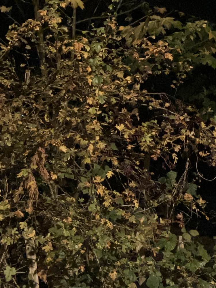 walking near me in Basingstoke Road Field in autumn