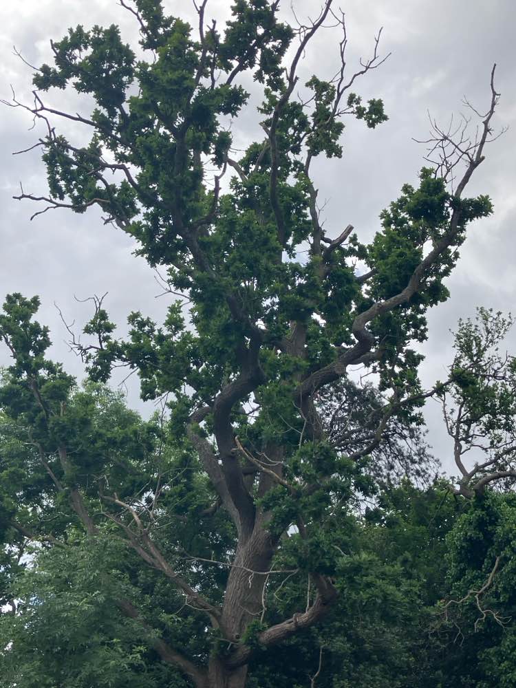 walking near me in Krooner Park in spring