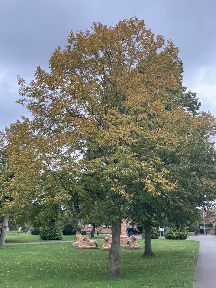 walking near me in Victoria Park in autumn
