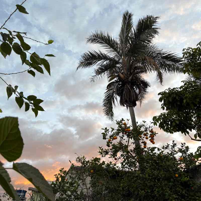 The Daily Stroll Mindy post image