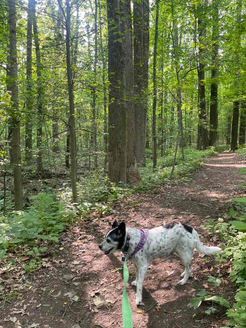 walking near me in John T Huston Nature Center in summer