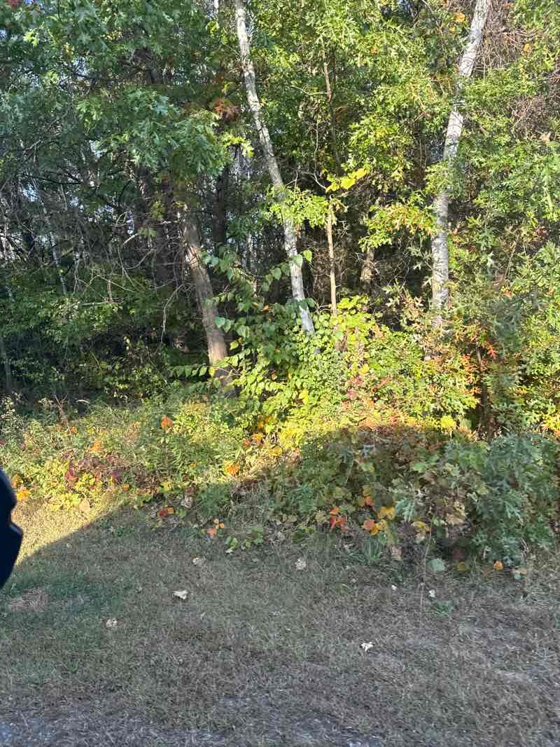 walking near me in Ham Lake Park in autumn