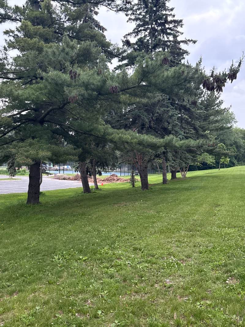 walking near me in Hansen Park in summer