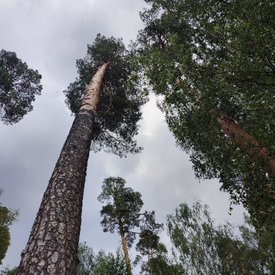 Стройтерминал⚡️Энергия ходьбы Светлана Гаврилина post image