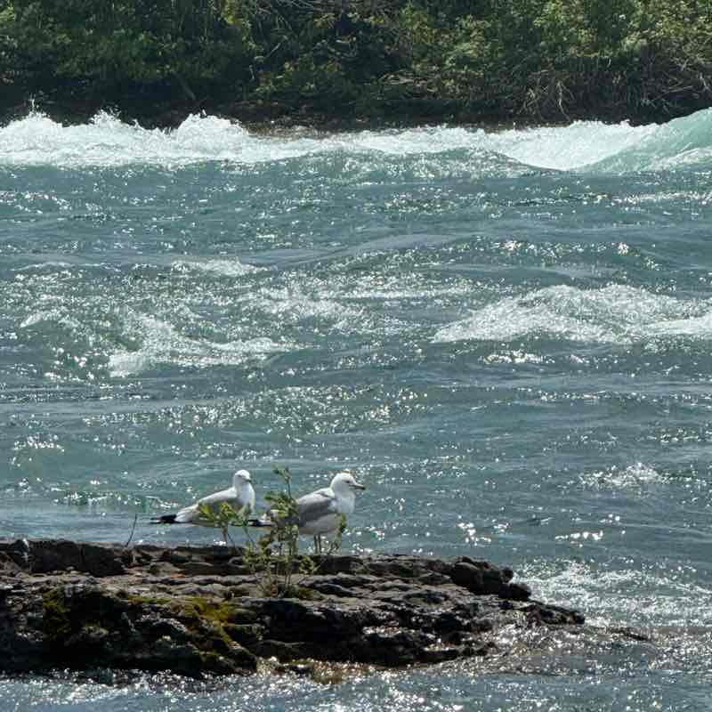 Deanne Pauline Hynes post 1