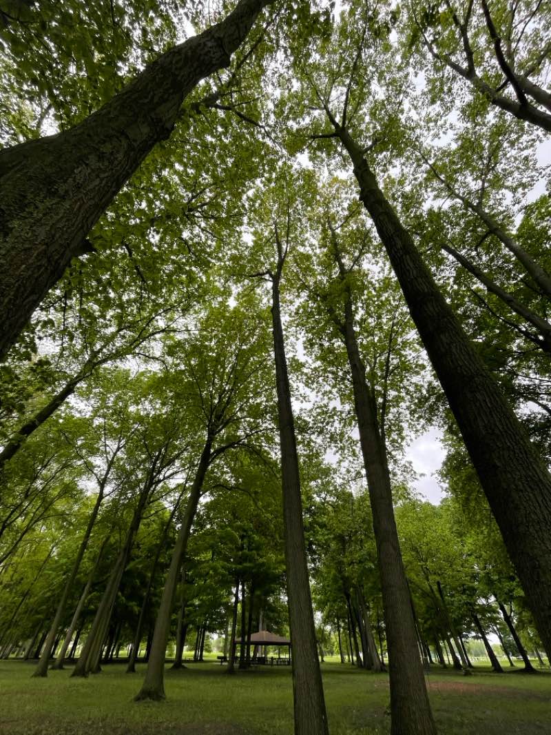 walking near me in Firefighters Park in spring