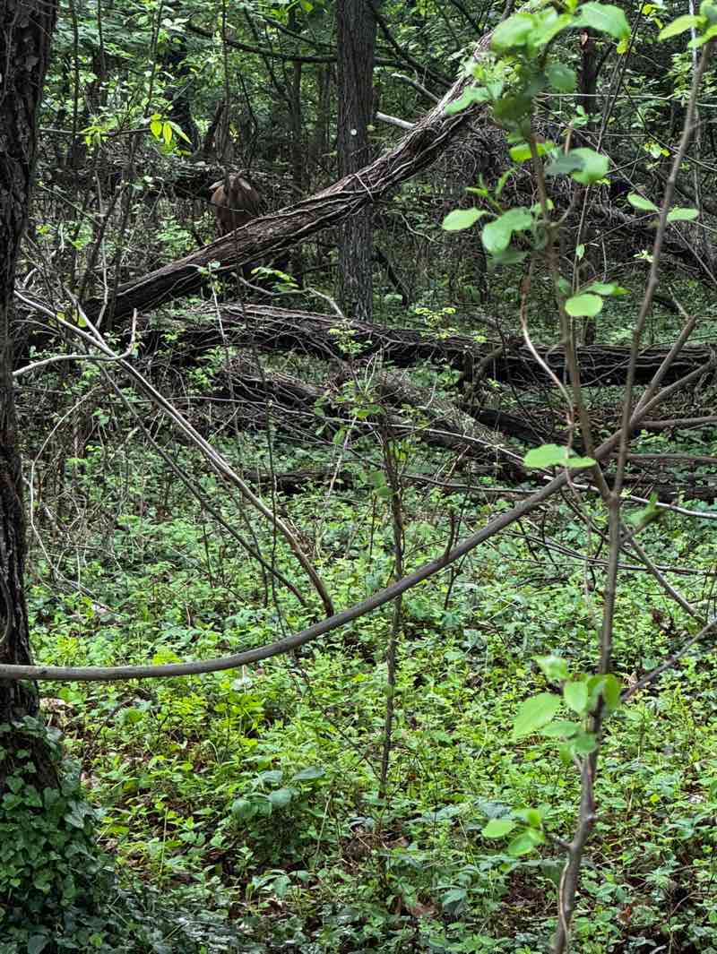 walking near me in Parkwoods Community Park in summer