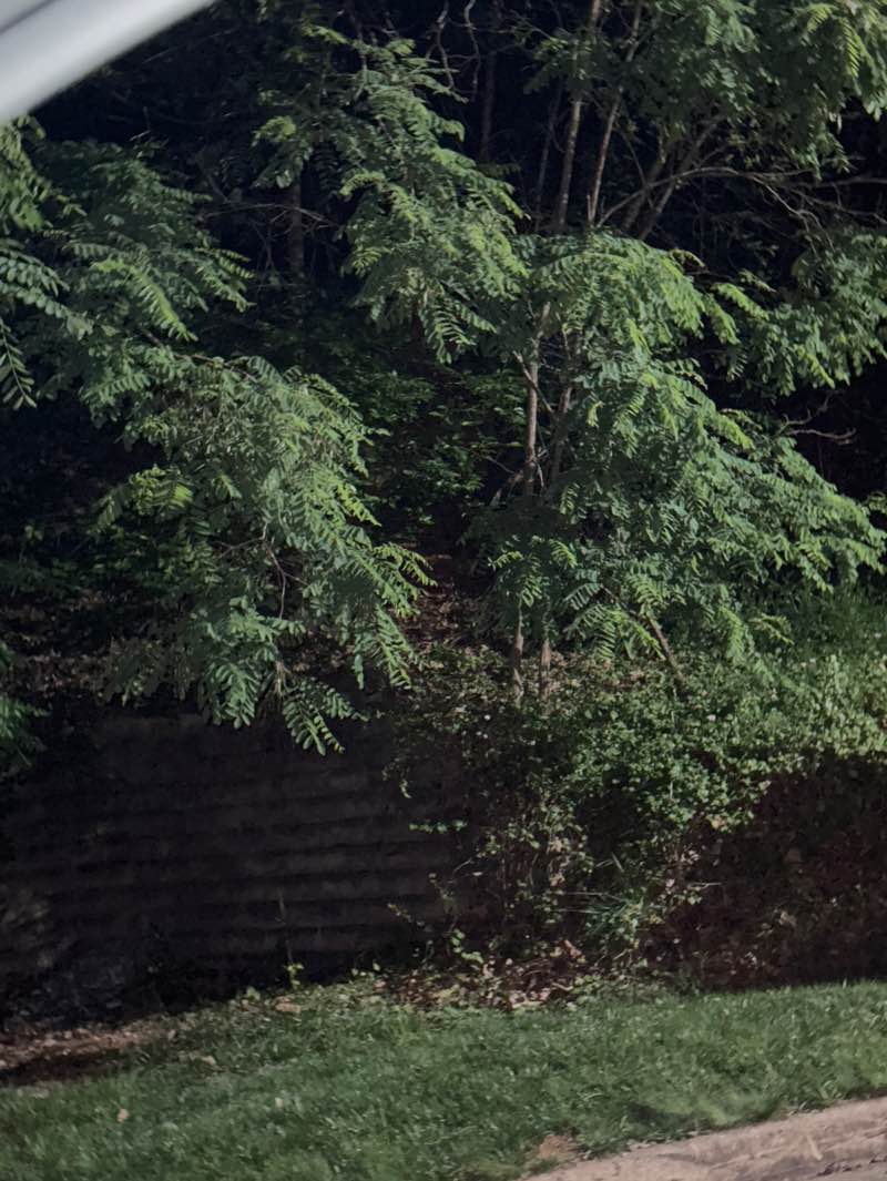 walking near me in JMU UPARK Disc Golf Course in summer