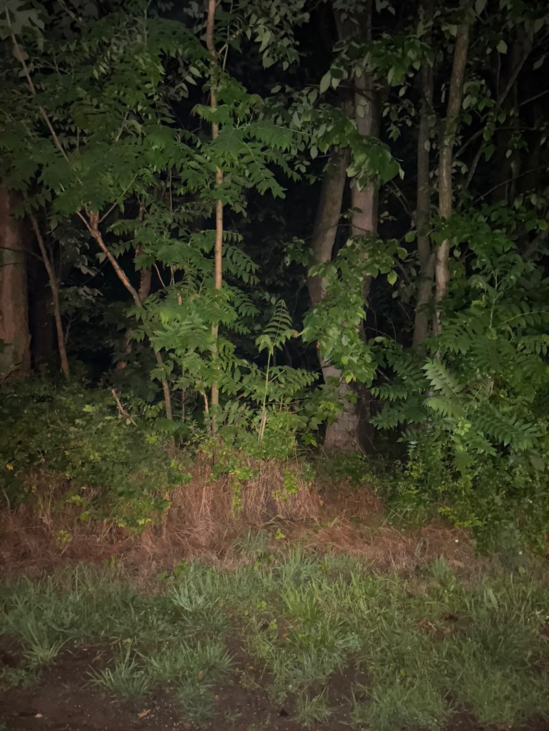 walking near me in Purcell Park in summer