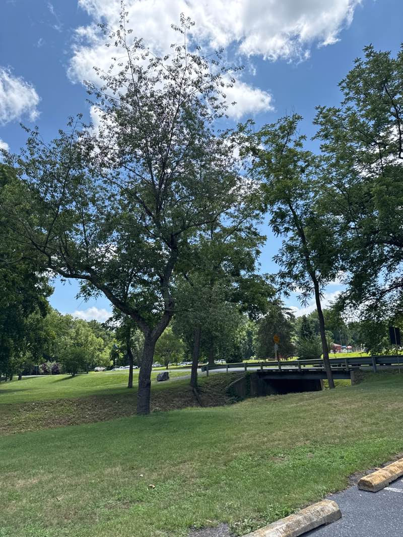 walking near me in Grand Caverns Regional Park in summer