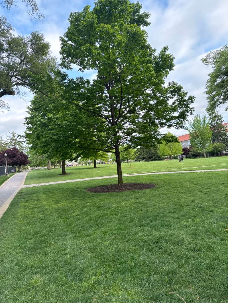 walking near me in The Quad in spring