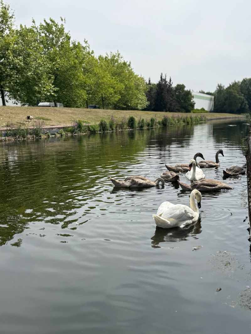 walking near me in Bloxwich Road Park in autumn