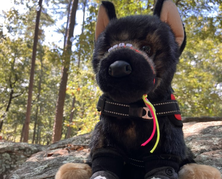 roar dragon roarr profile