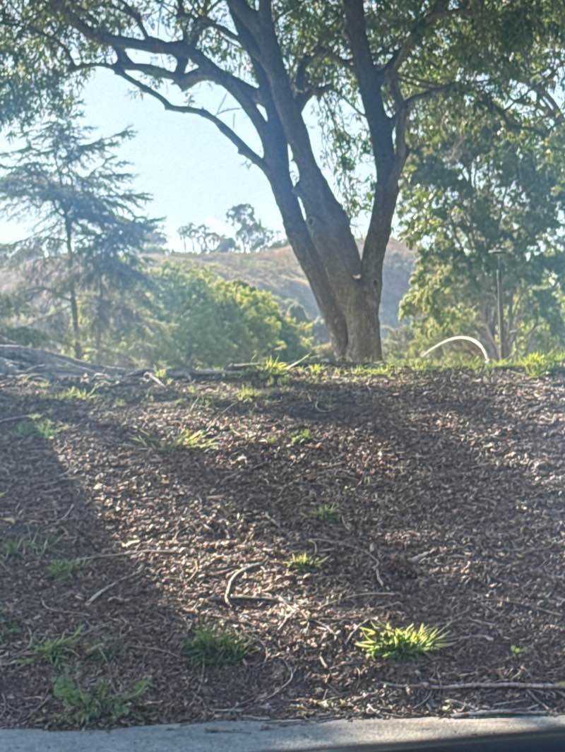 walking near me in De Portola Park in spring