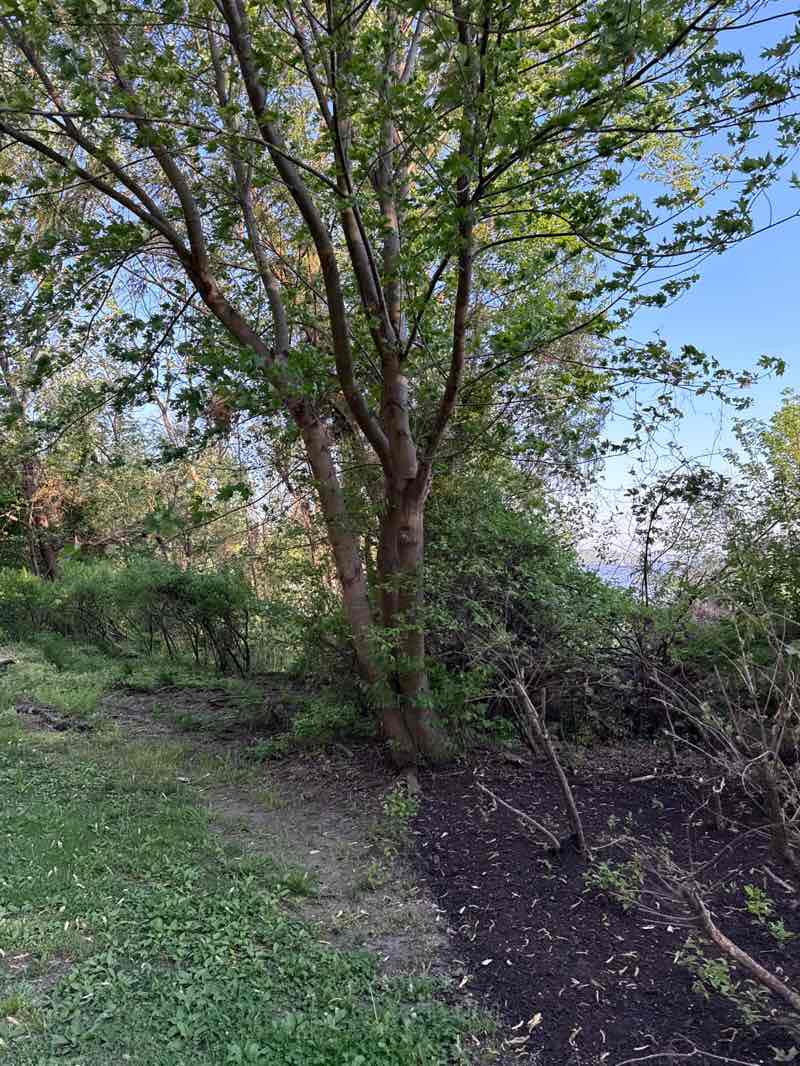 walking near me in Jones Point Park in spring