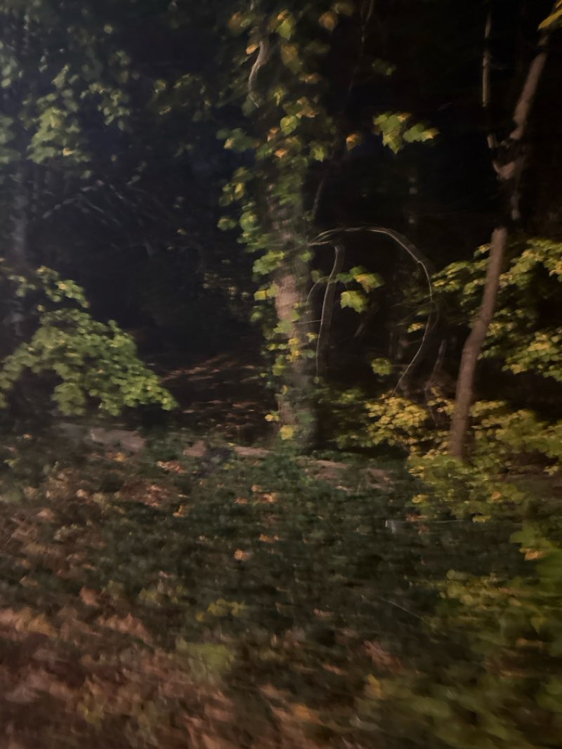 walking near me in Tanglewood Preserve in autumn