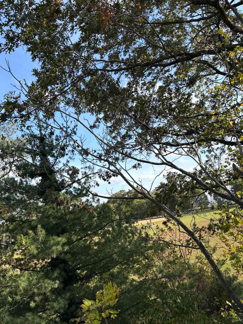 walking near me in Alley Pond Park in autumn