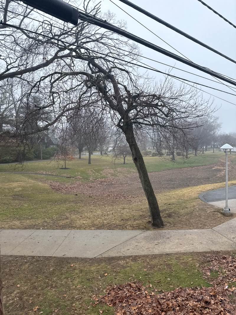 walking near me in Westwood Park in spring