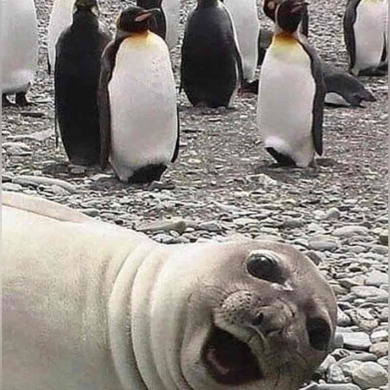 Нту, Нугс, ММА Боткина, Мнии Нту, Нугс, ММА Боткина, Мнии post image