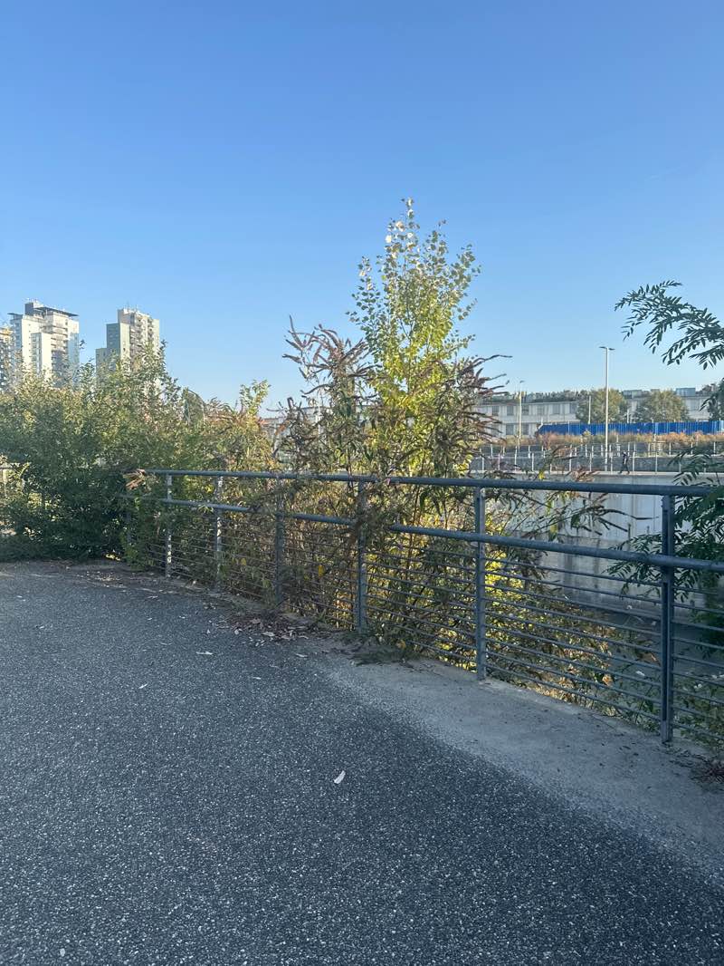 walking near me in Parco Dora (area Valdocco nord A) in autumn