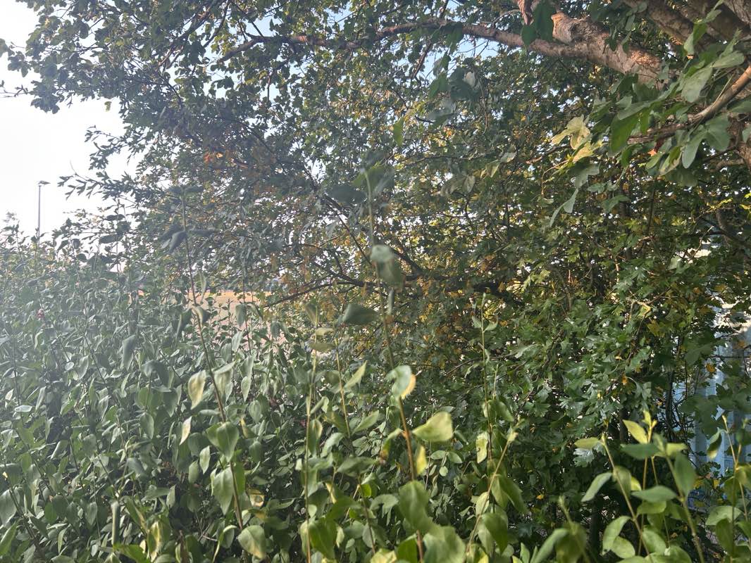 walking near me in Ashley Rec in summer