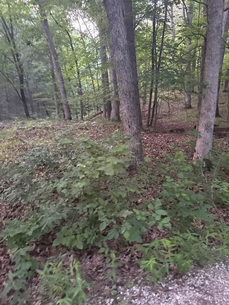 walking near me in Shale Hollow Preserve Park in summer