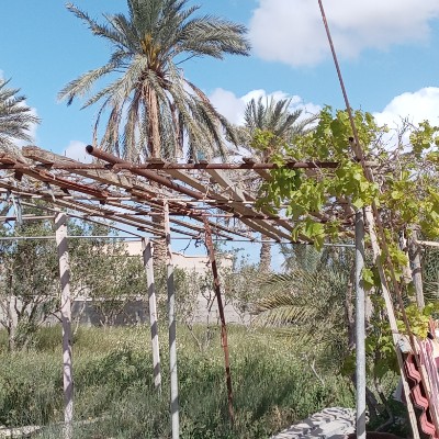 🌼🐈🦋Midnight 2 🤸🏼‍♀️🏕⛵ Alaeddin Alfagy post image