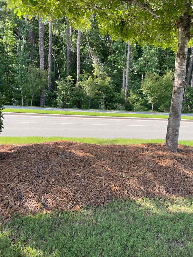 walking near me in Woodbury Nature Area in summer