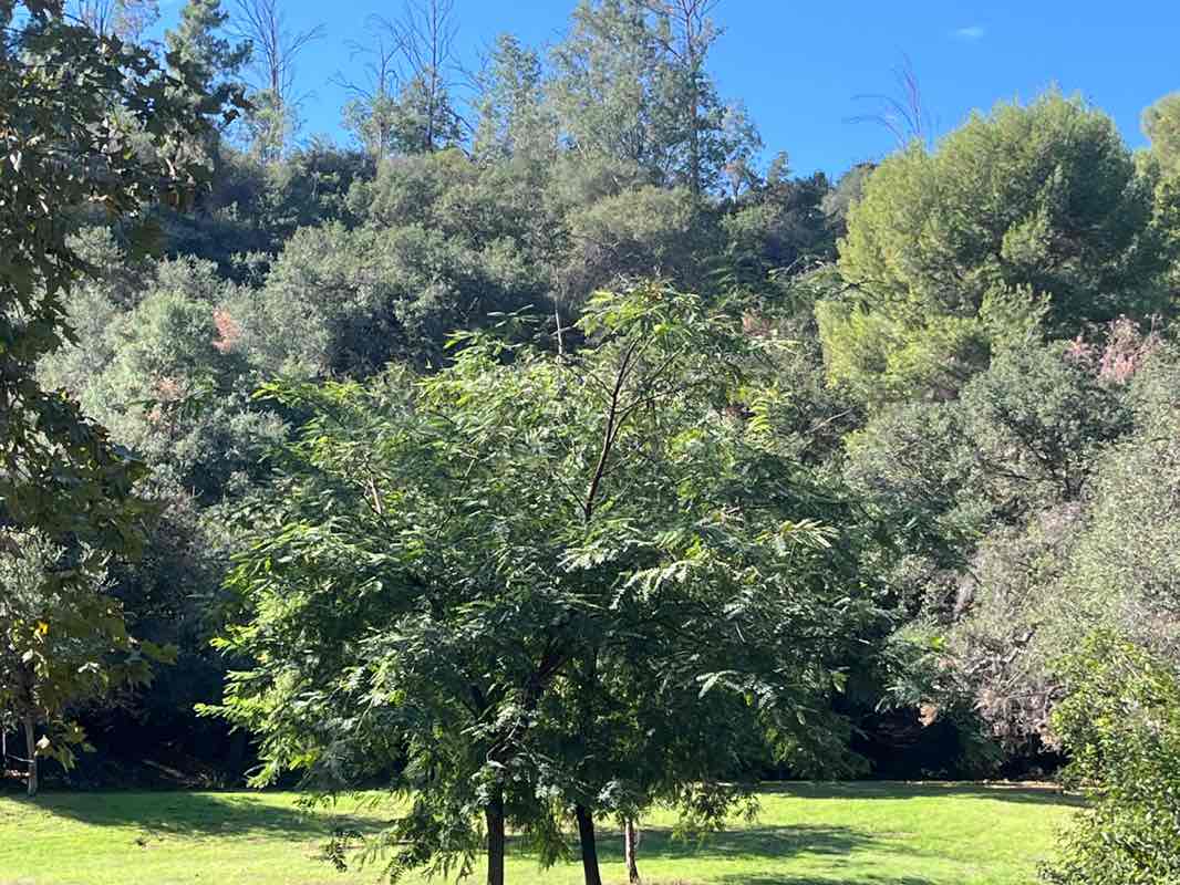 walking near me in Griffith Park in autumn