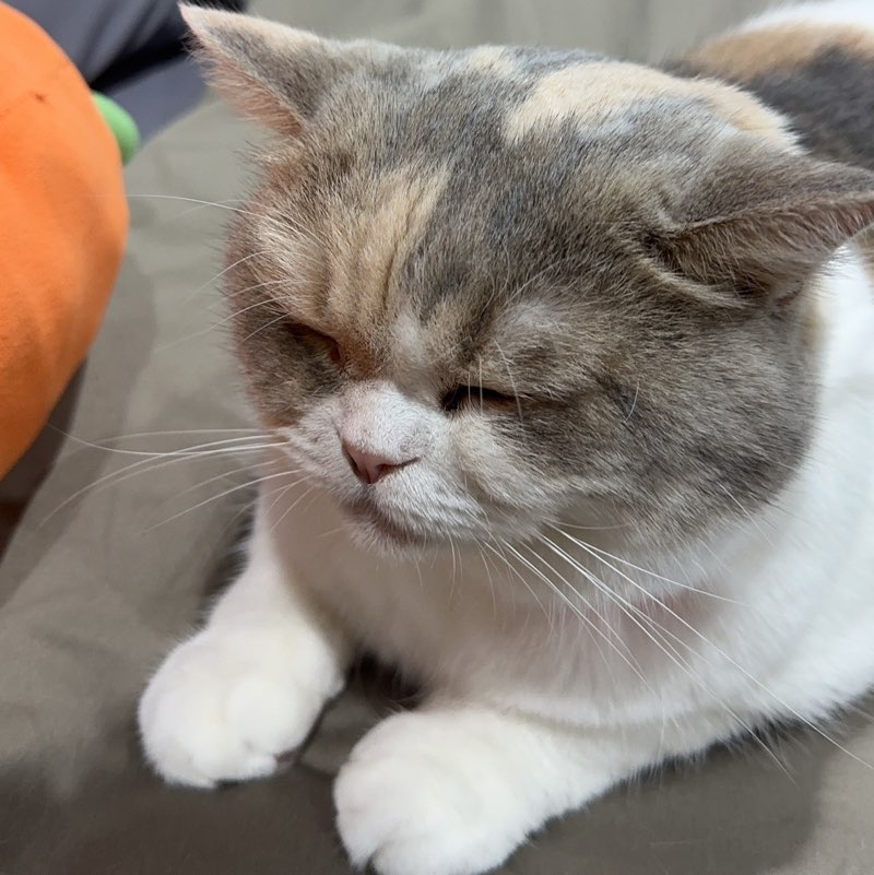 Tinychic
