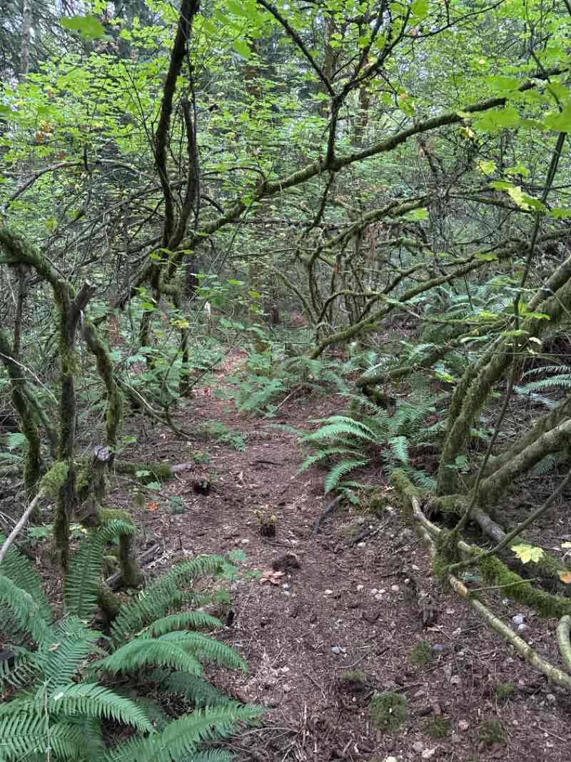 walking near me in Royal Oaks Park in autumn