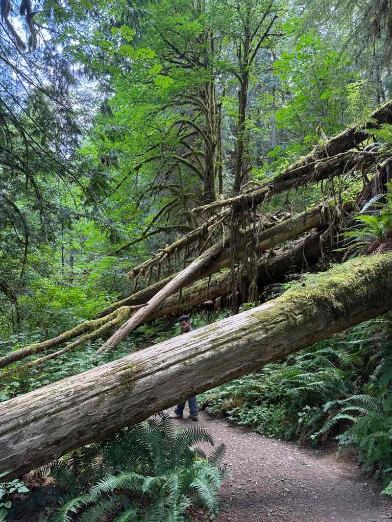 walking near me in Robe Canyon Historic Trail Park in autumn