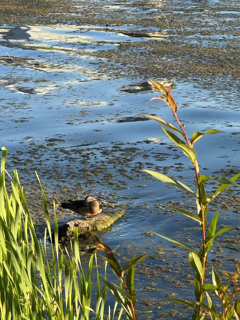 walking near me in Art Phillips Park in summer