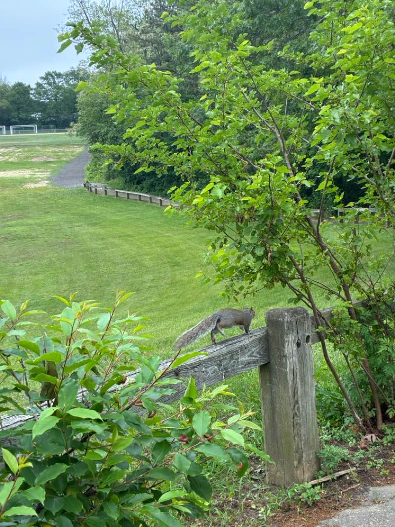walking near me in Roberto Clemente Park (formerly Timberline) in spring