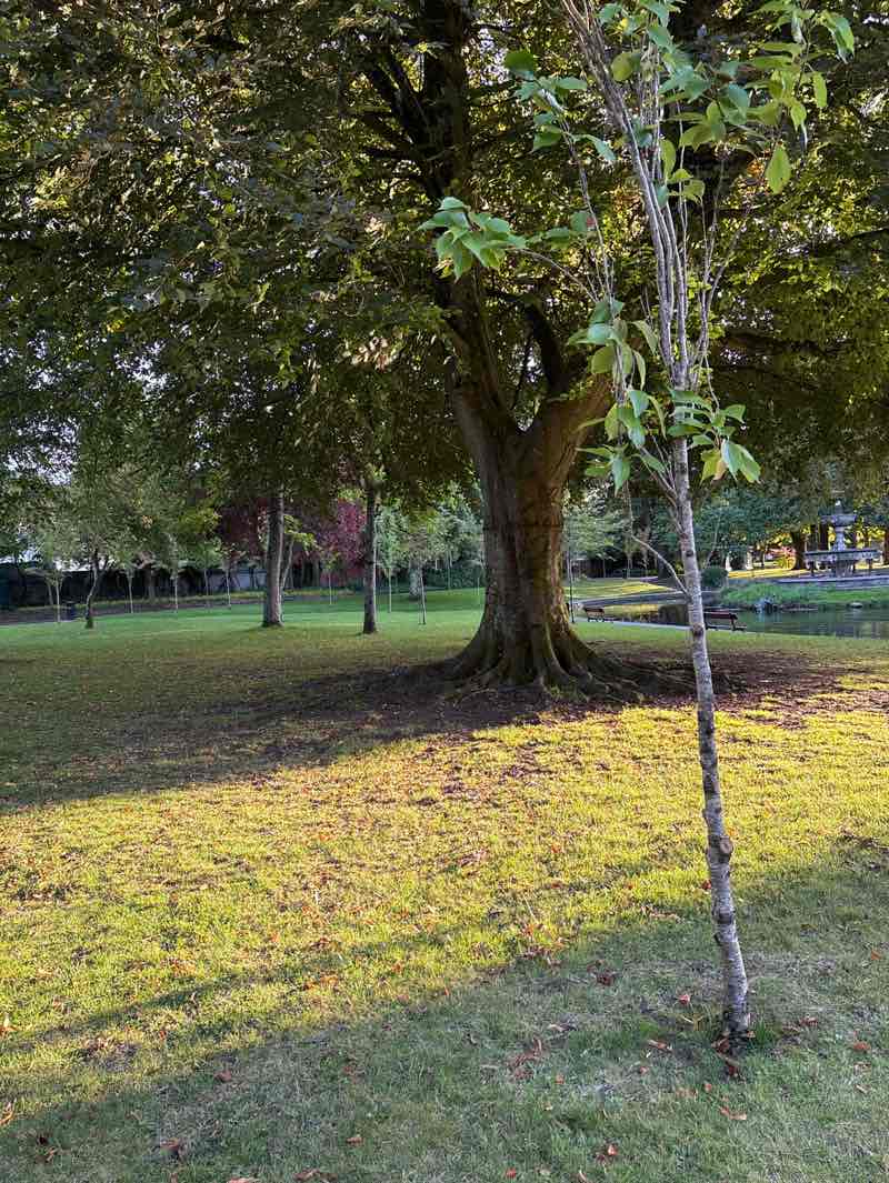 walking near me in Fitzgerald's Park in autumn