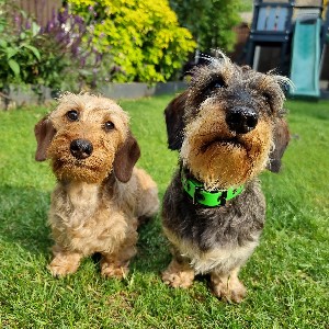 SausageStroll profile