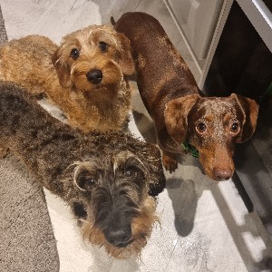 SausageStroll profile