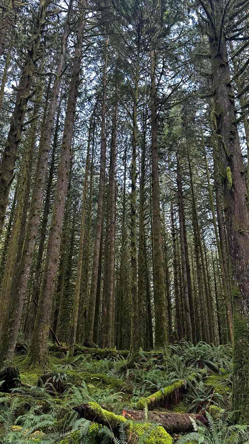 walking near me in Golden Ears Provincial Park in spring