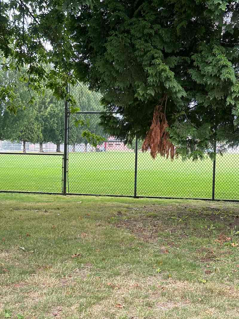 walking near me in Terry Fox Park in autumn