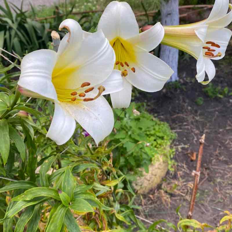 Светлый шагает,Танцуя! Светлана post image