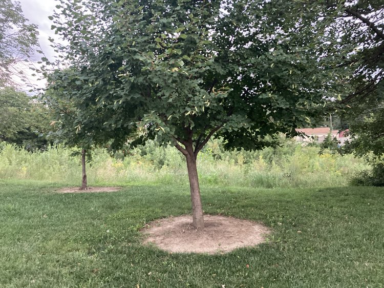 walking near me in Champion Park in autumn