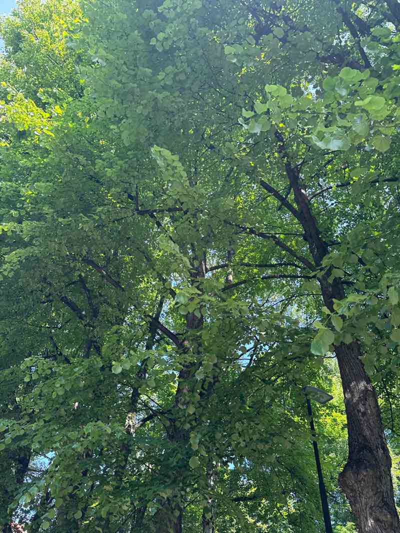 walking near me in Hallénparken in summer