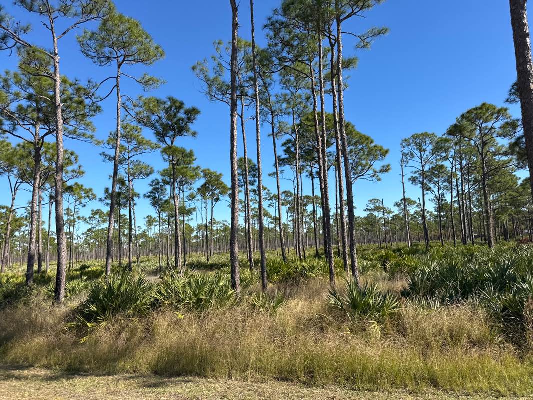 walking near me in Jonathan Dickinson State Park in winter