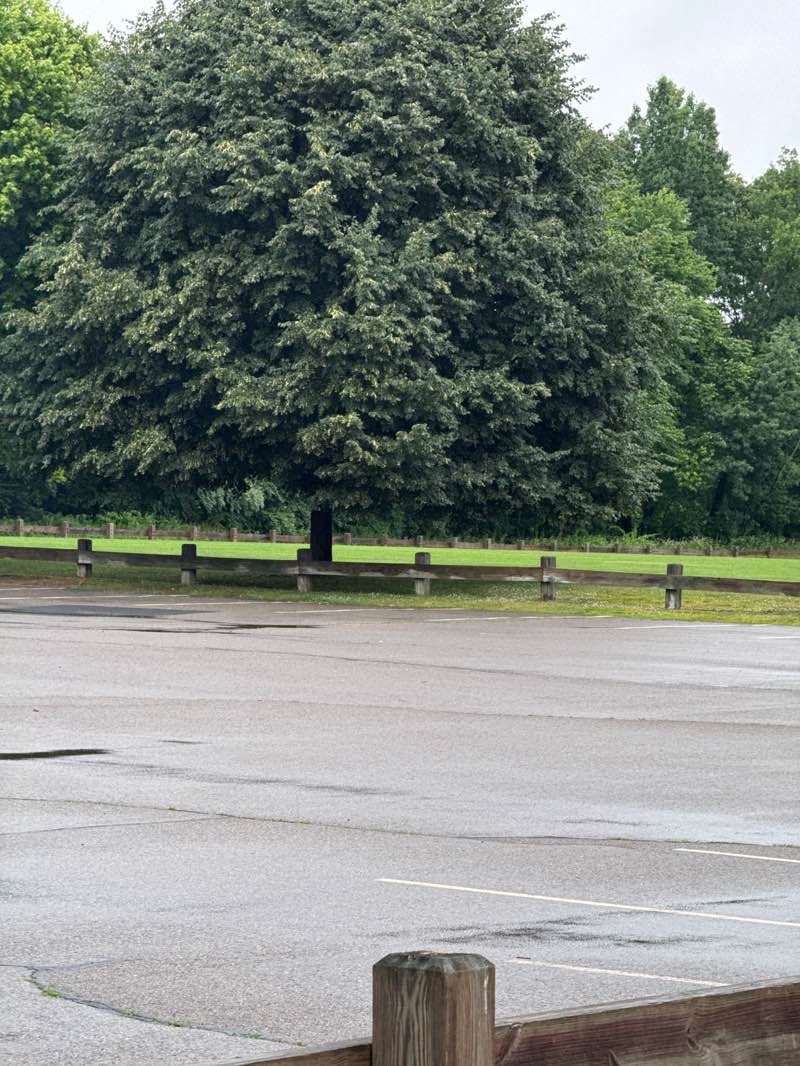 walking near me in South Street Park in summer