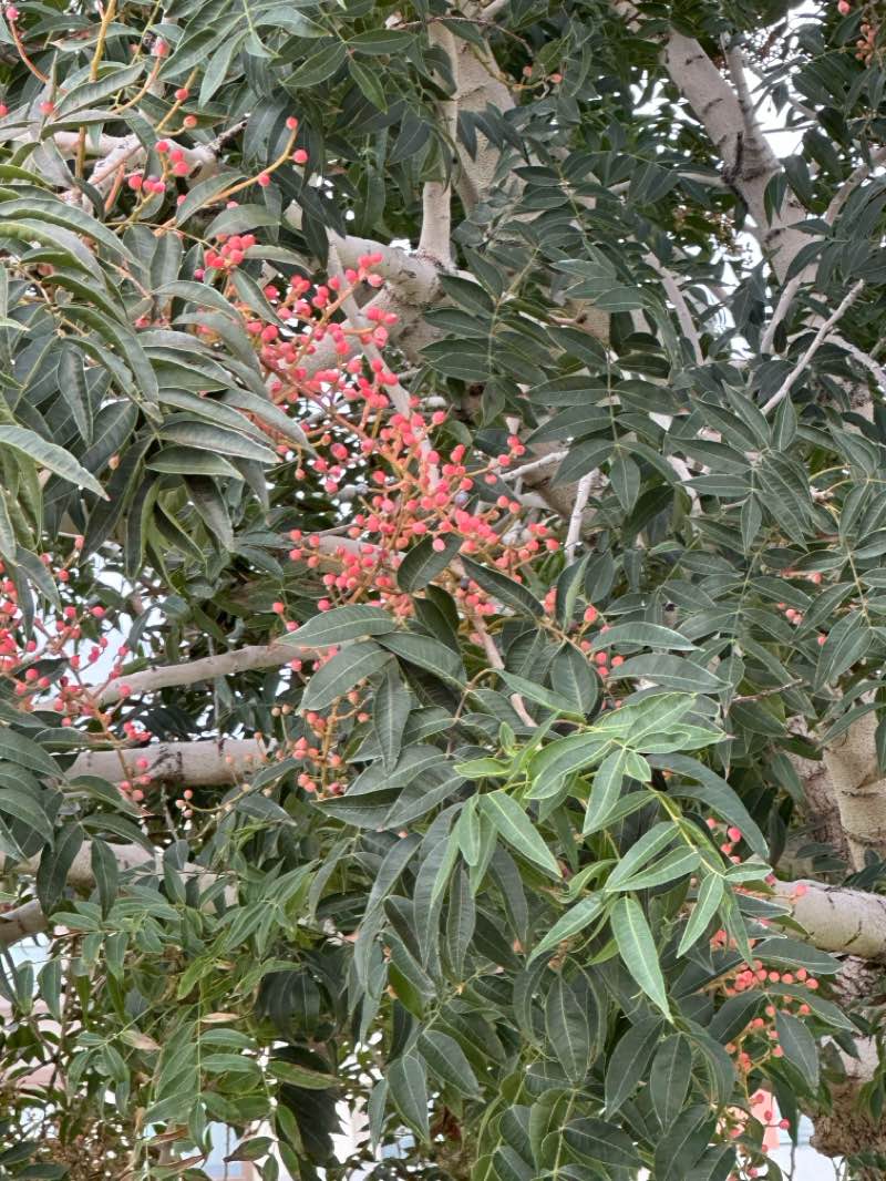 walking near me in Bullard Wash Park in autumn