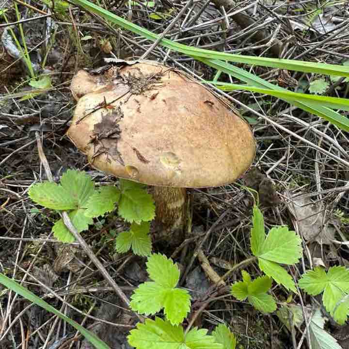 Ходоки 5.0 (Дивизион АУП) Эльвира Луканичева post image