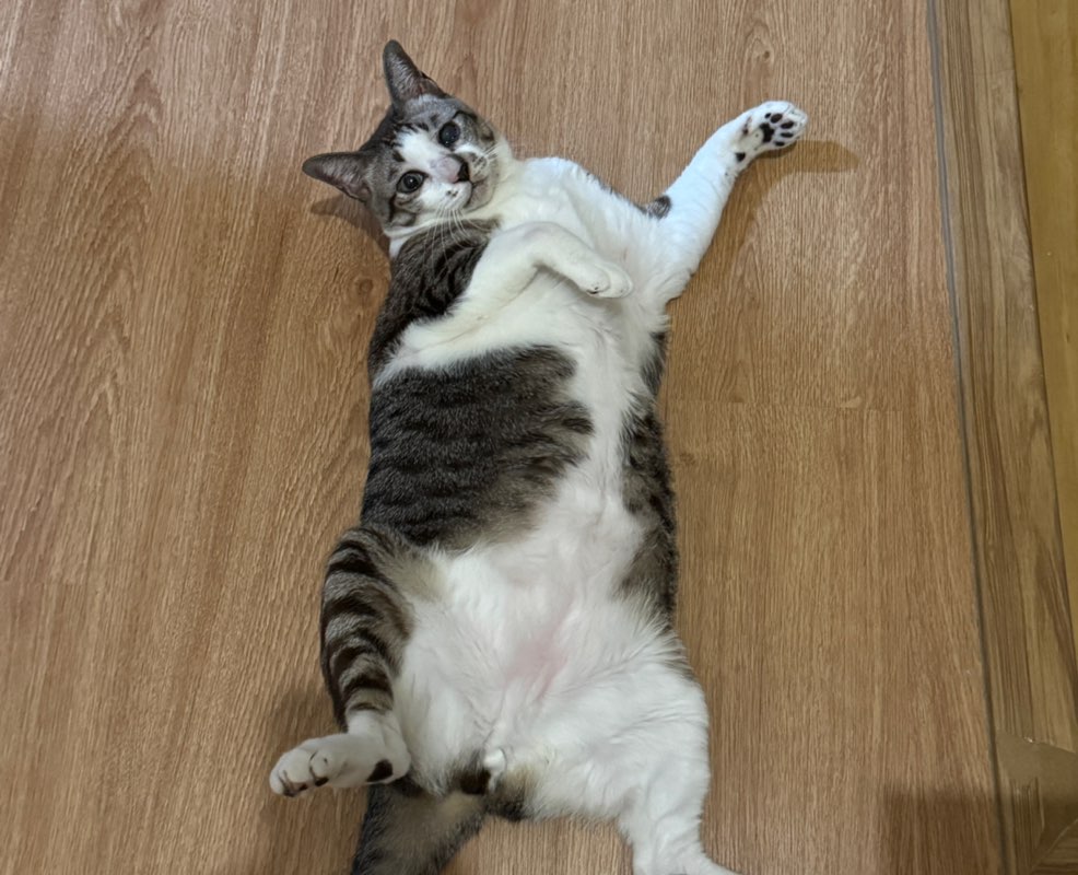 เนตรนภา icon