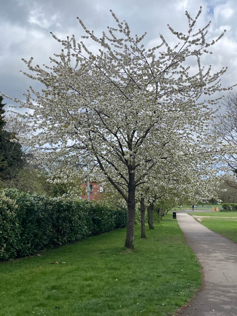 walking near me in Olton Jubilee Park in spring